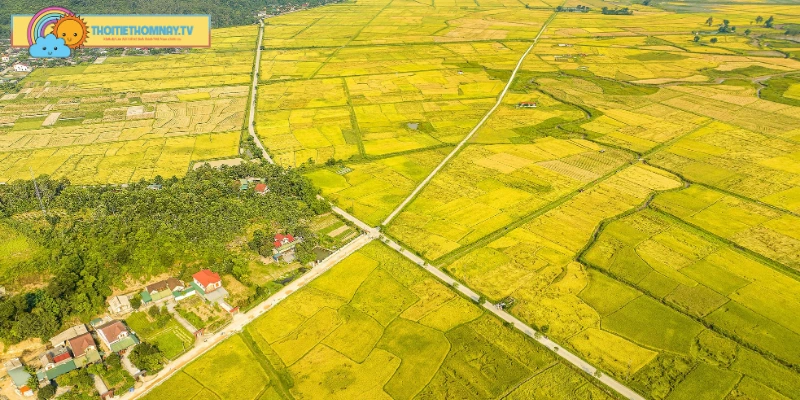  ĐBSCL chính là vùng sản xuất lương thực lớn nhất nước ta