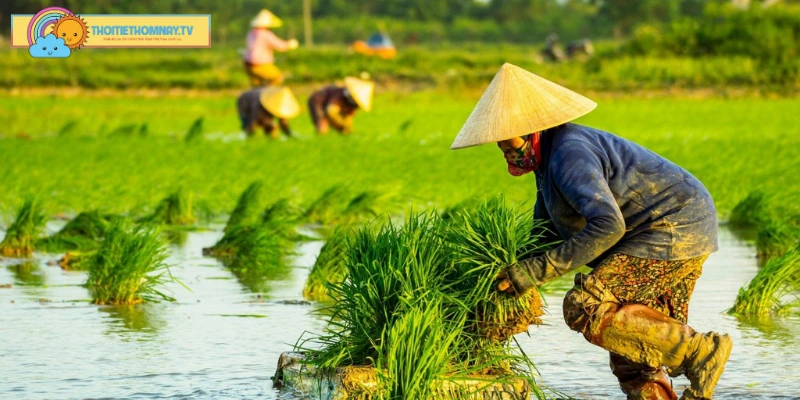 Khí hậu là yếu tố quyết định nên đặc điểm của ĐBSCL