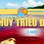 Thủy Triều Đỏ & Độ Ô Nhiễm Gây Ra Cho Môi Trường