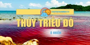 Thủy Triều Đỏ & Độ Ô Nhiễm Gây Ra Cho Môi Trường