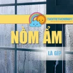 Nồm Ẩm Là Gì? Giải Thích Ý Nghĩa Và Ảnh Hưởng Đến Sức Khỏe