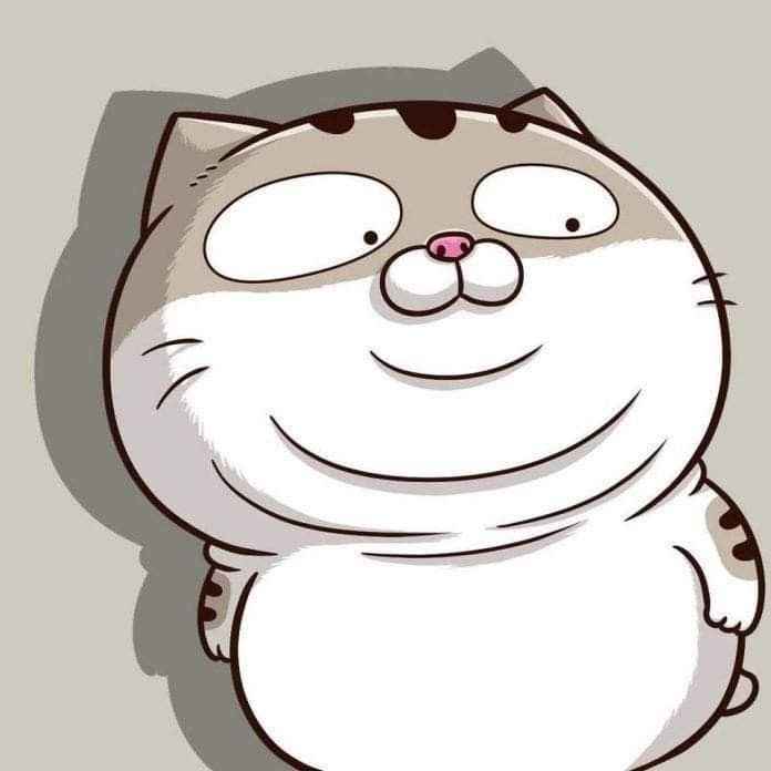 Ảnh Mèo Bựa Cute 2