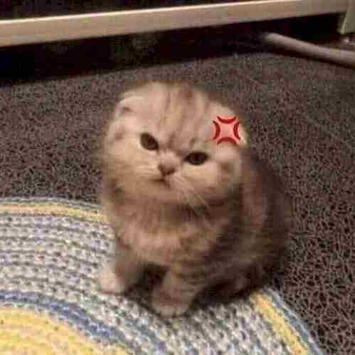 Ảnh Mèo Giận Cute 10