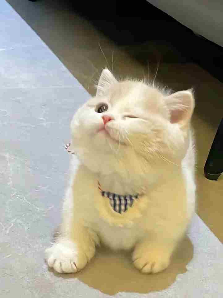 Ảnh Mèo Giận Cute 2