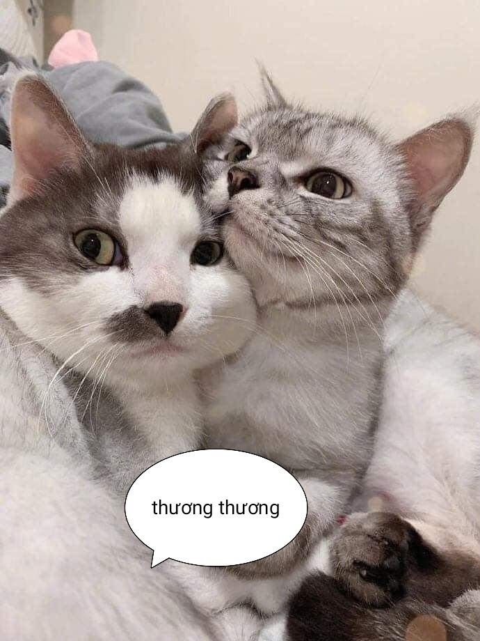 Meme an ủi 17