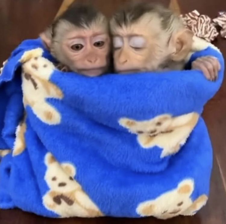 Meme an ủi 2