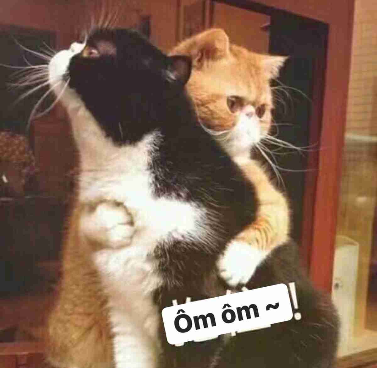 Meme an ủi 8