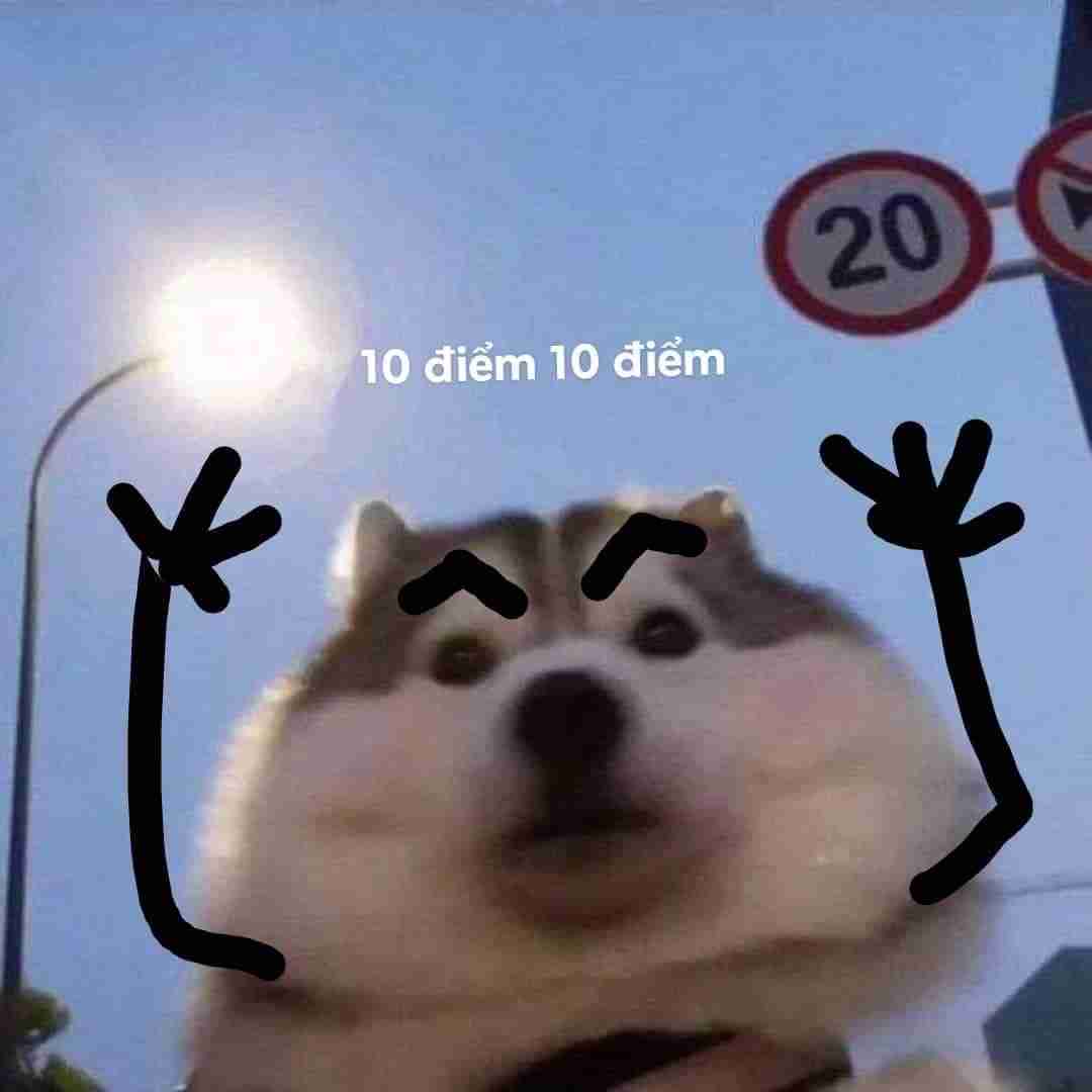 Meme Chó 10