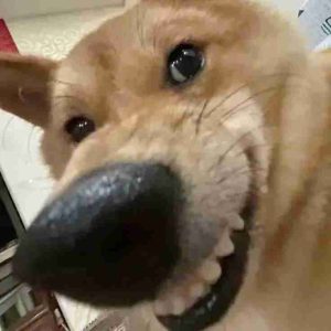 109+ Meme Chó Dễ Thương Khiến Bạn Cười Không Ngớt