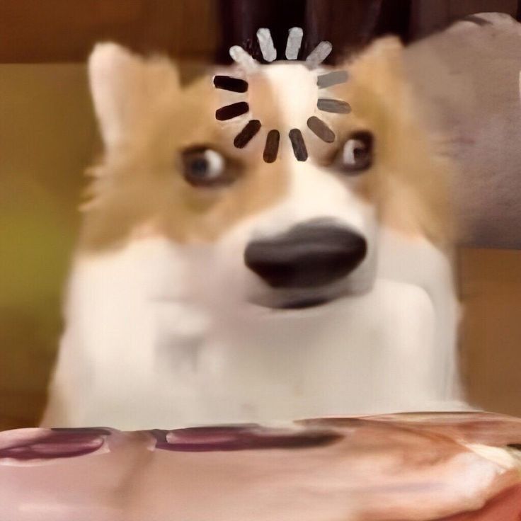 Ảnh chó meme 20