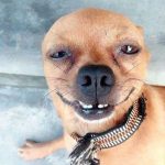 Hơn 199+ Ảnh Chó Meme Biểu Cảm Độc Đáo Khiến Bạn Cười Không Ngớt