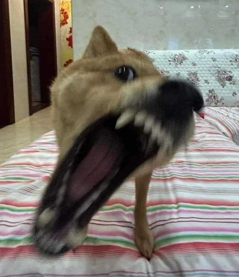 Ảnh chó meme 15