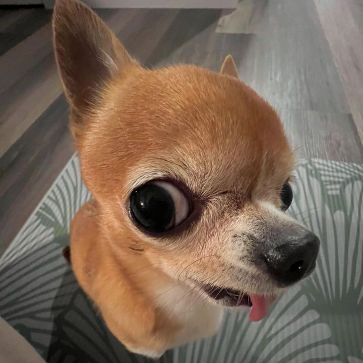 Ảnh chó meme 19