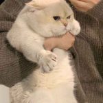 Top 199+ Ảnh Cute Mèo Ngộ Nghĩnh Vạn Người Mê, Xem Là Yêu Ngay!