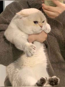 Tổng hợp 99+ ảnh cute mèo dễ thương, ngắm mãi không chán