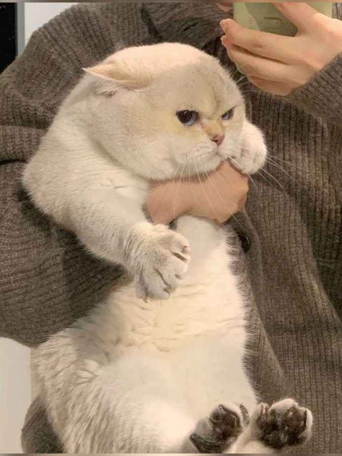 Ảnh Cute Mèo 1