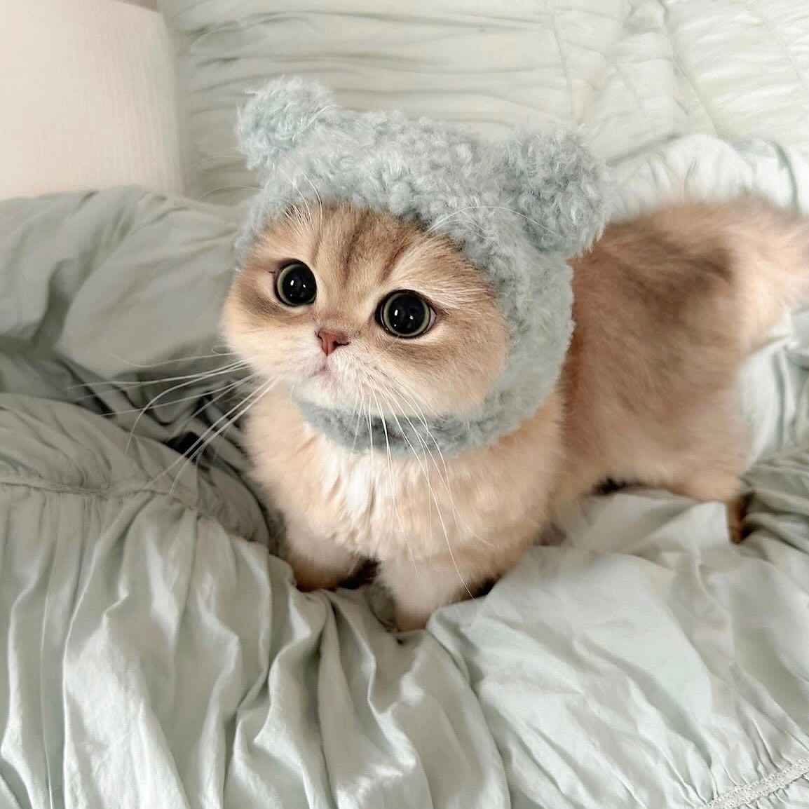 Ảnh Cute Mèo 15