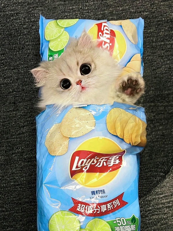 cute mèo 16