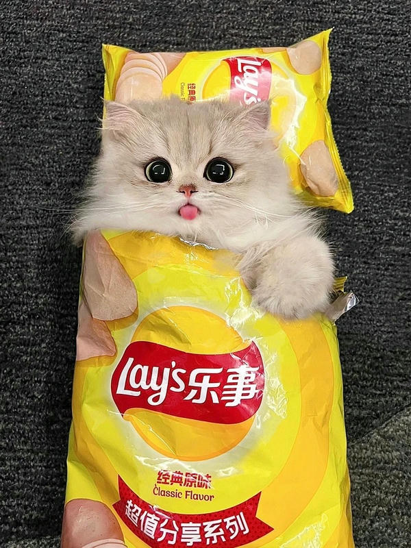 cute mèo 17