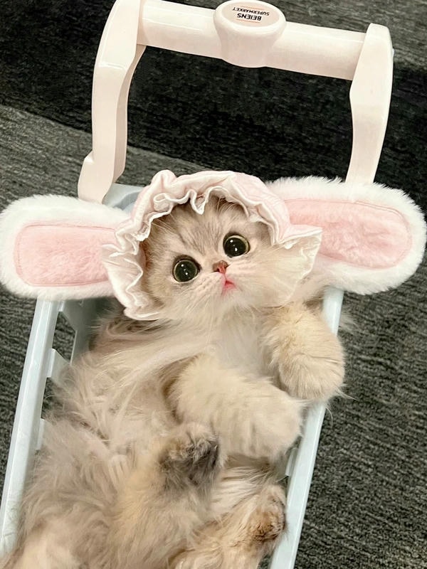 cute mèo 18