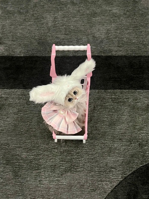 cute mèo 19