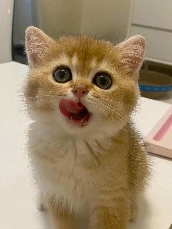 cute mèo 20
