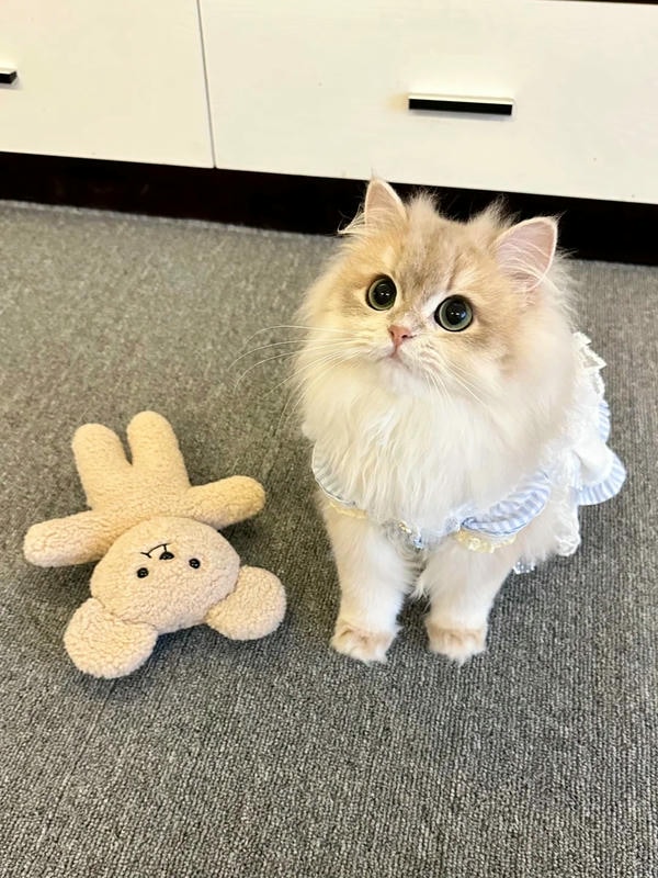 cute mèo 23