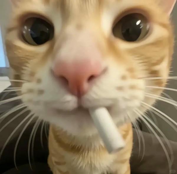 cute mèo 28