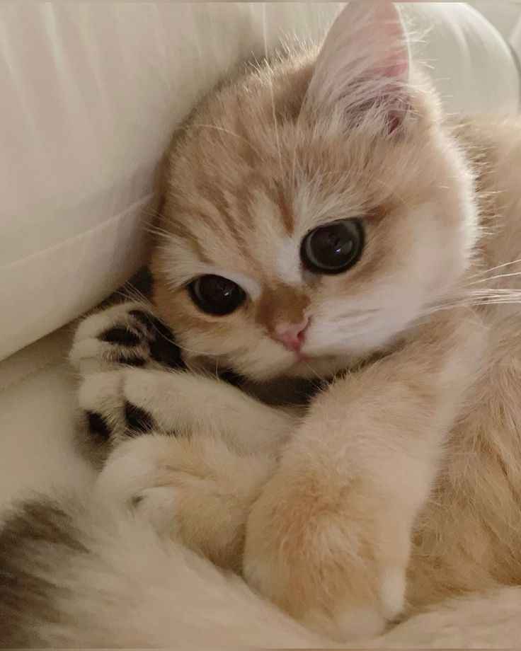 Ảnh Cute Mèo 3