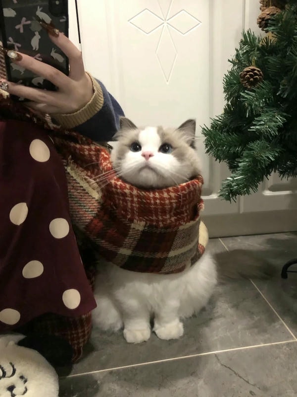 cute mèo 31
