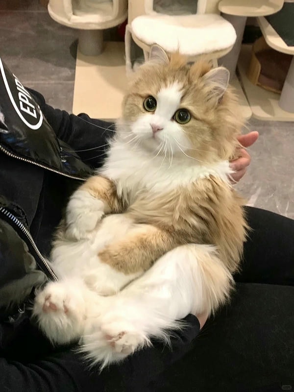 cute mèo 33