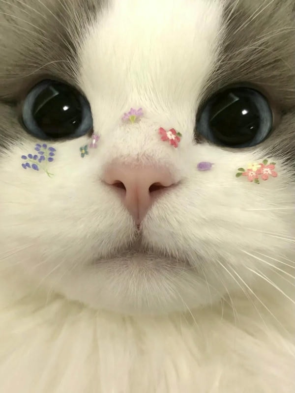 cute mèo 34