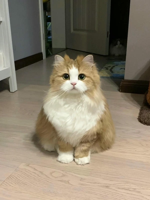 cute mèo 37
