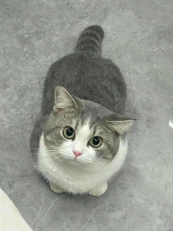 cute mèo 39