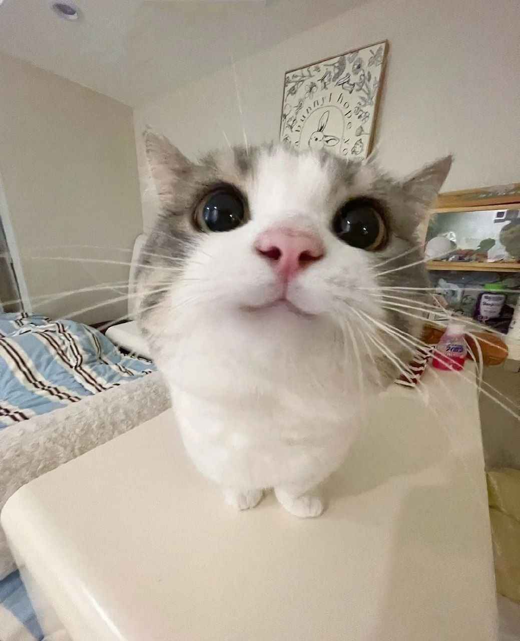 Ảnh Cute Mèo 6