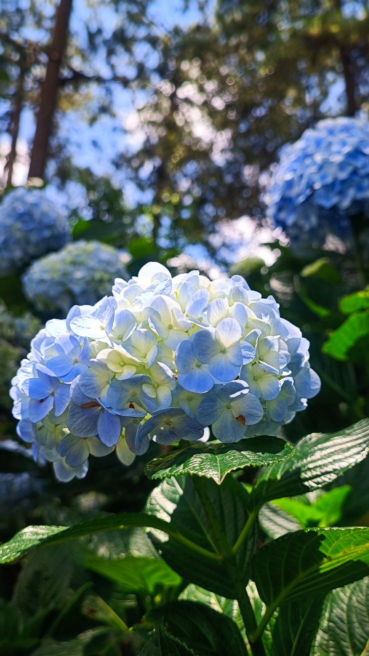 Ảnh Hoa 17