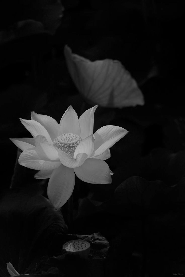 Nền Đen 15
