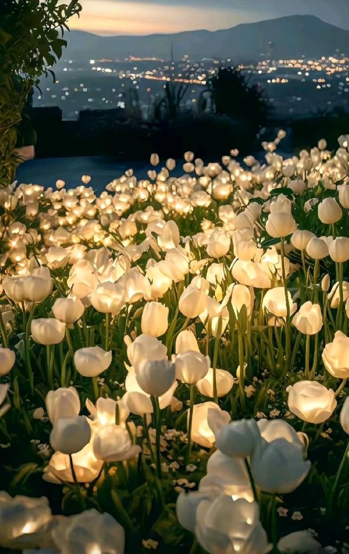 Ảnh Hoa Tulip 15