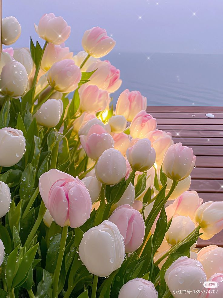 Ảnh Hoa Tulip 9