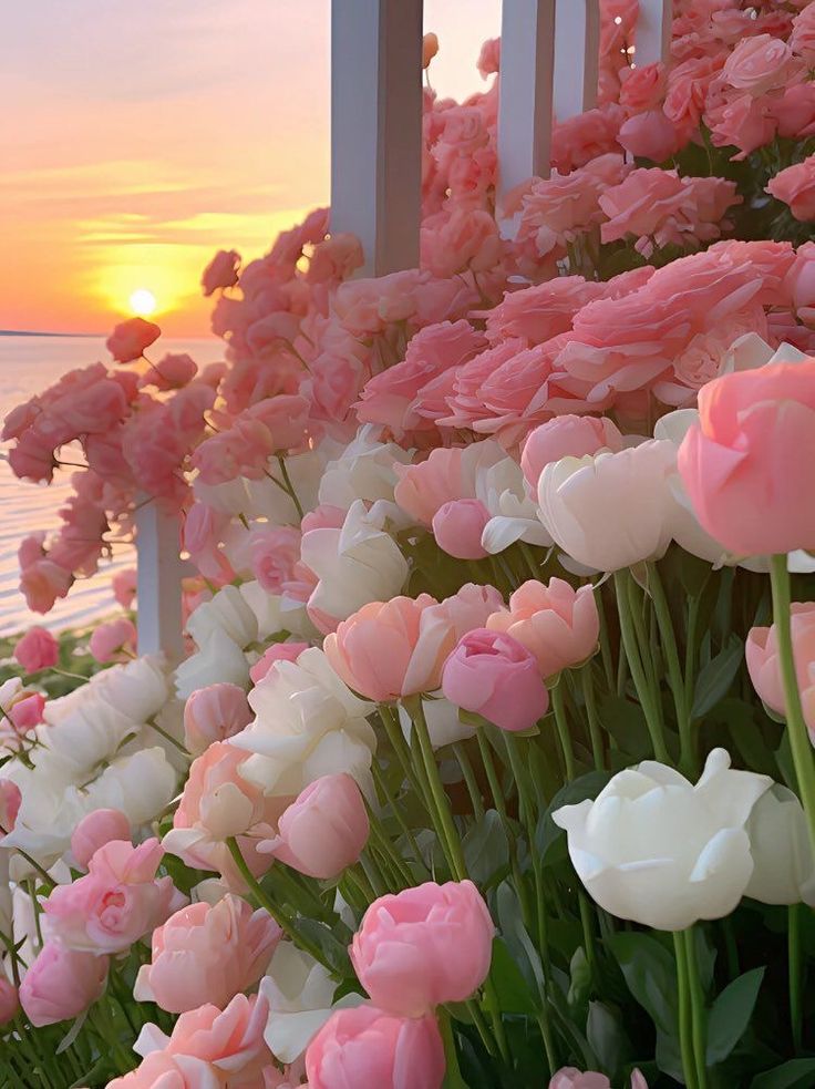 Ảnh Hoa Tulip 10