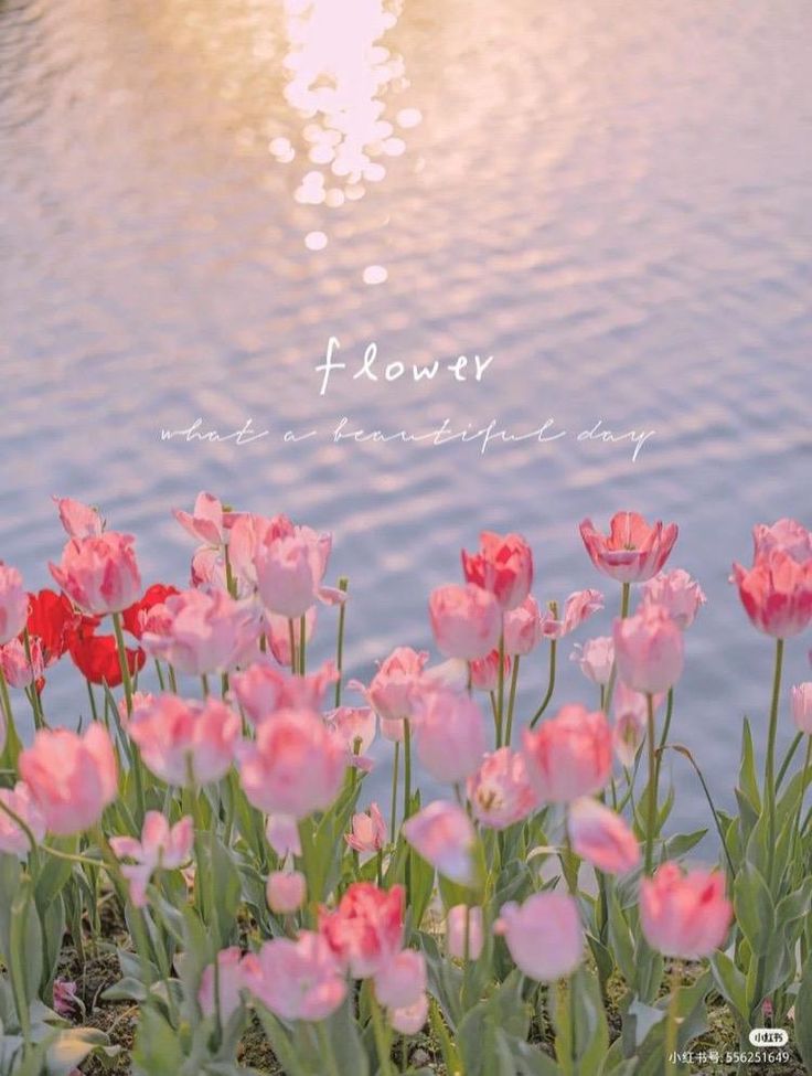 Ảnh Hoa Tulip 11