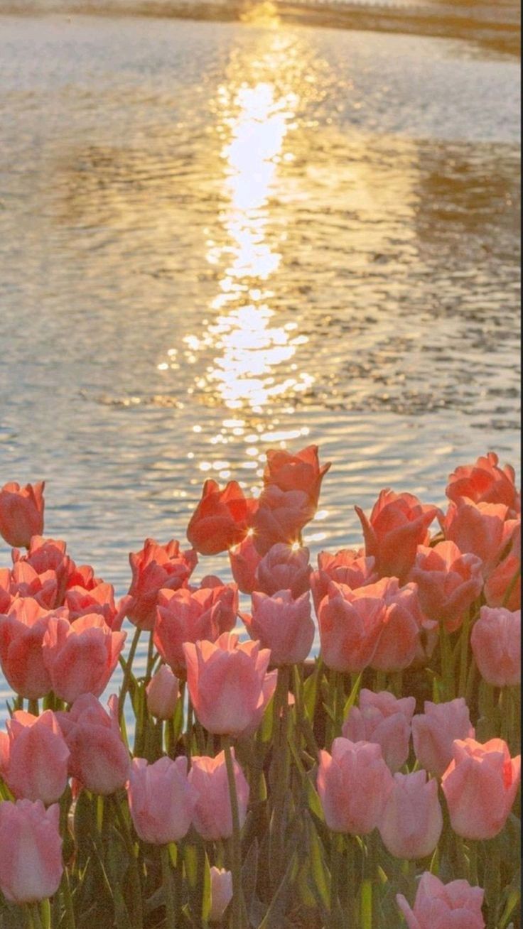 Ảnh Hoa Tulip 18