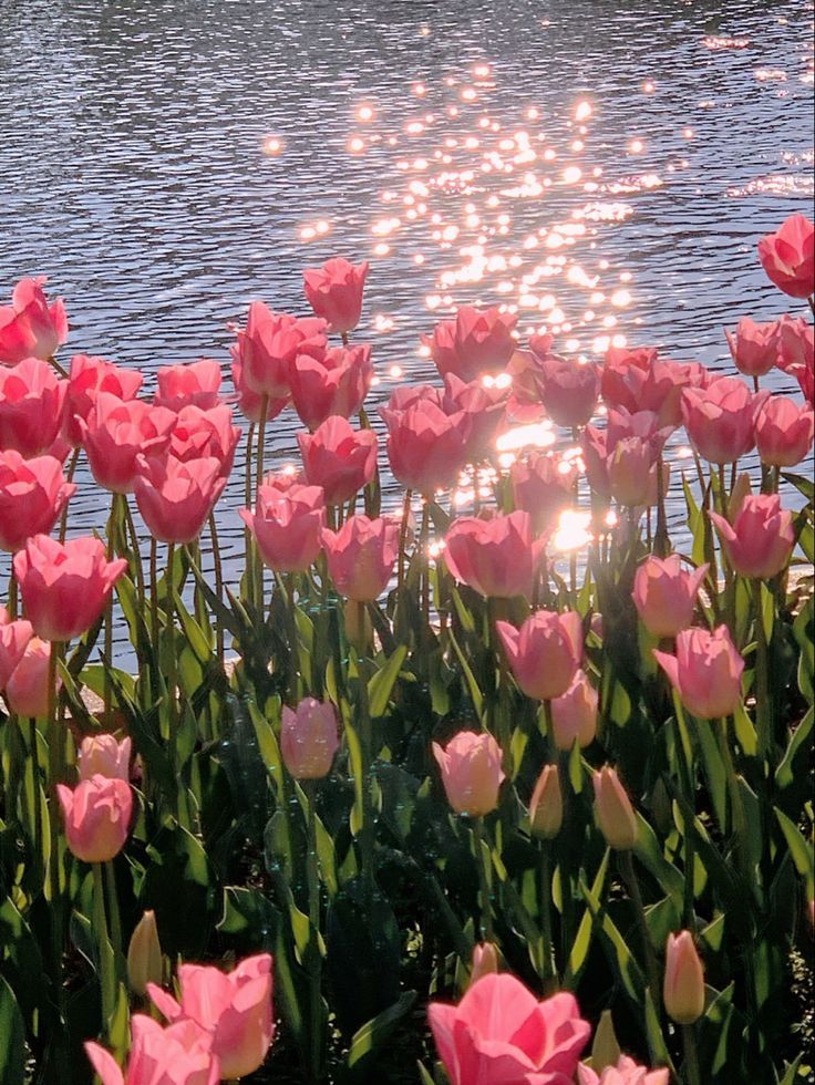 Ảnh Hoa Tulip 5