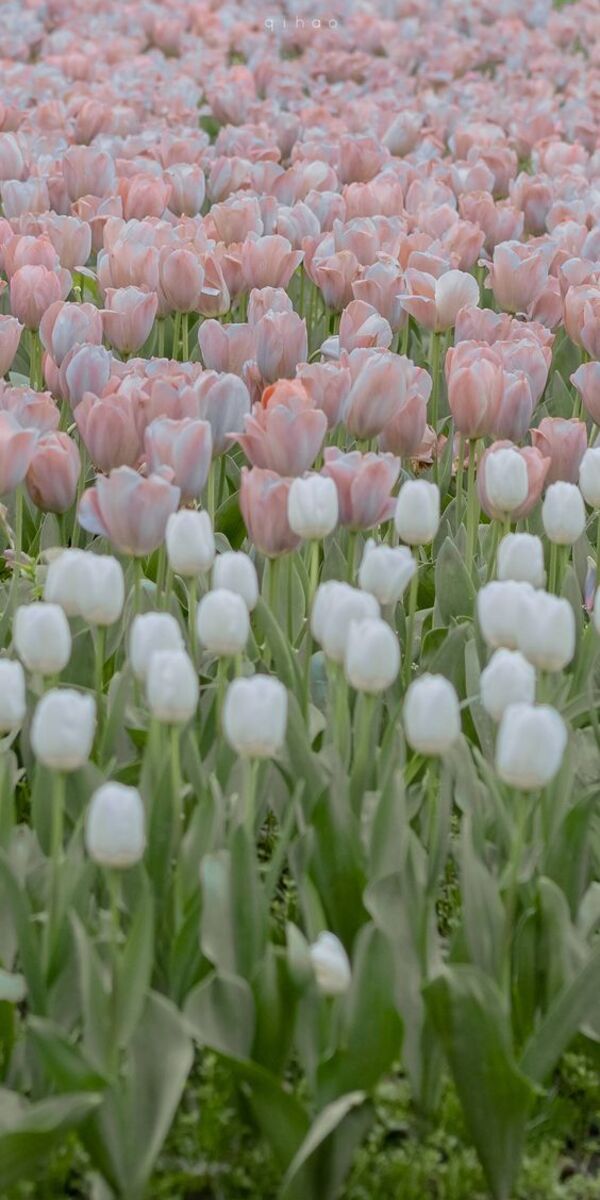 Ảnh Hoa Tulip 19