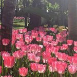 189+ Ảnh Hoa Tulip Đẹp Tinh Tế – Tuyệt Tác Thiên Nhiên Cho Mọi Không Gian