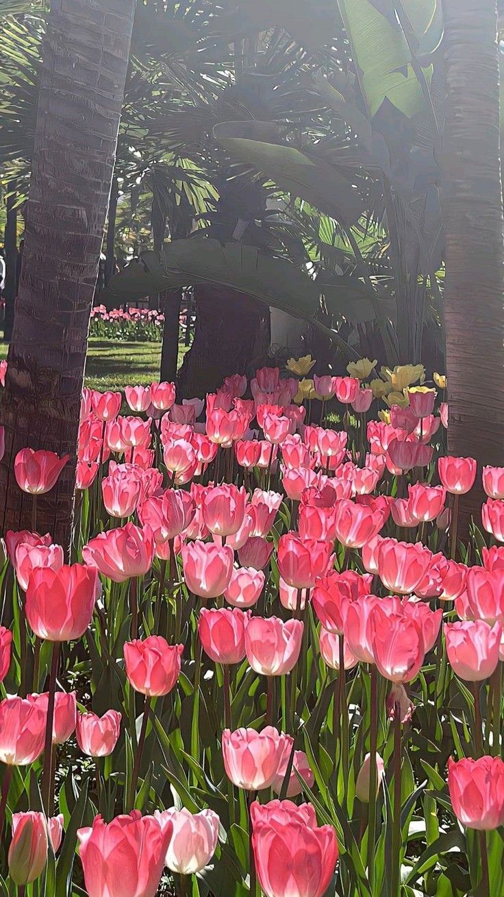 Ảnh Hoa Tulip 1