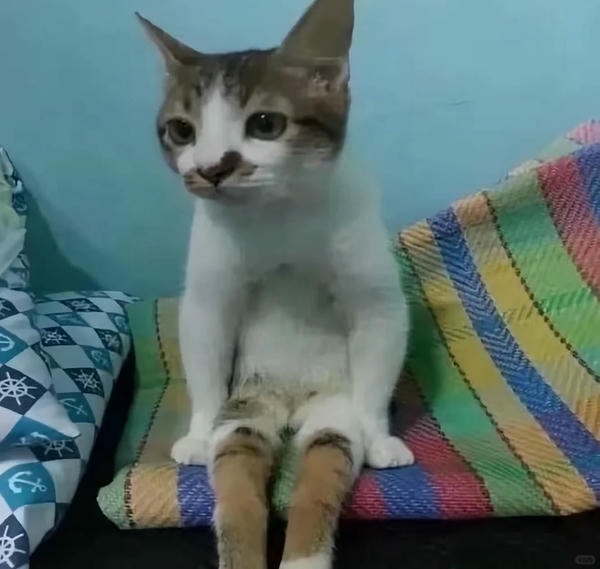 ảnh mèo bựa 13