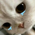 Tổng hợp 179+ ảnh mèo buồn cute lay động lòng người