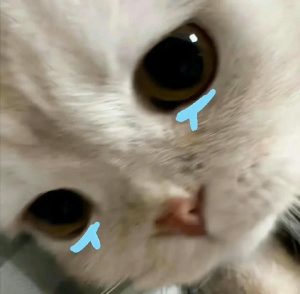 Tổng hợp 179+ ảnh mèo buồn cute lay động lòng người