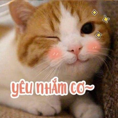 Ảnh Mèo đáng yêu 9
